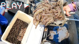 Louisiana SHRIMP Season Opens - Cajun Family Trawling Adventure