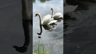 Лебеди защищают своих деток