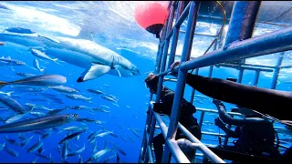 Diving with Great White Sharks in Guadalupe Island, Mexico