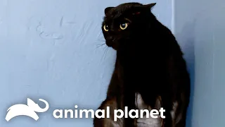 The Savage Cat That Stumped Jackson Galaxy | My Cat From Hell | Animal Planet