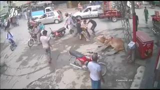 Indian Bull Gets Electric Shock