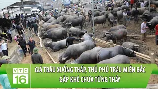 Giá trâu xuống thấp, thủ phủ trâu miền Bắc gặp khó chưa từng thấy | VTC16