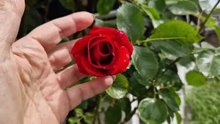 мой сад в середине мая 🌱🌹😊