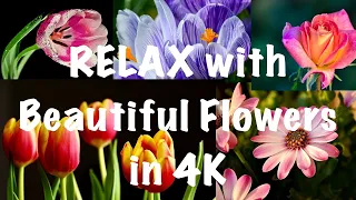 Flowers-Planet Earth(Nature’s) most beautiful gift.Relax with flowers blooming time lapse 3hrs in 4K