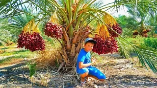 Как растут финики. Финиковая плантация. Израиль. How dates grow. Dates palm. Israel