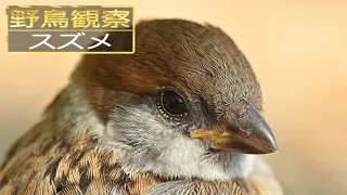 【スローモーションで野鳥観察】スズメ【特別な事は何も起こらない動画】