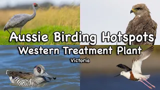 Birding Hotspots Special - Western Treatment Plant