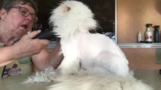 Shaving a Persian Cat tranquility himalayans