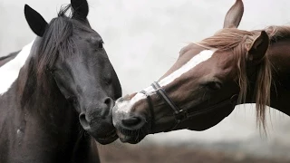 Now We Are Free by Lisa Gerrard (Gladiator)  BEAUTIFUL HORSES