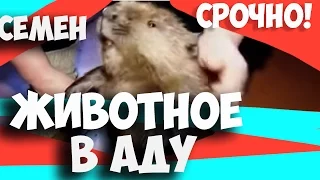 БОБЕР ПО ИМЕНИ СЕМЕН - ПРОДОЛЖЕНИЕ