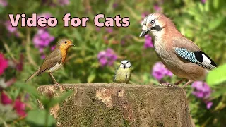 Videos for Cats 🌸 Birds in The Flower Garden 🌸 10 HOURS of Cat TV