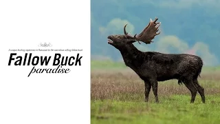 FALLOW BUCK PARADISE