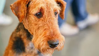 Airedale Terriers: Good Guard Dogs?