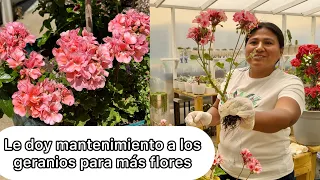 LE DOY MANTENIMIENTO A LOS GERANIOS Esto para que den muchas flores