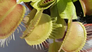 "ВЕНЕРИНА МУХОЛОВКА"( Dionaea muscipula) ОХОТИТСЯ  🪰НА КОНДИЦИОНЕРЕ 🤭