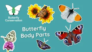 Butterfly Body Parts