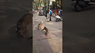 Monkey vs dog fight..#monkey #dog #monkeyvsdog #viralshorts #trending