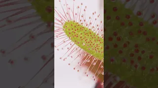 An Easy Way To Feed Carnivorous Plants ( Every Kind ) #sundew #carnivorousplants