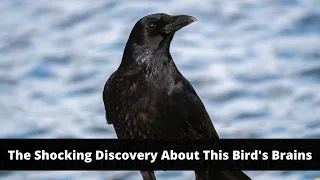 Crows Are Nearly As Smart as Human Children - Crow Intelligence Explained