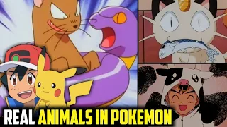Real Life Animals In Pokemon Anime|Real Life Animal Exist In Pokemon World|Real Animals In Pokemon|
