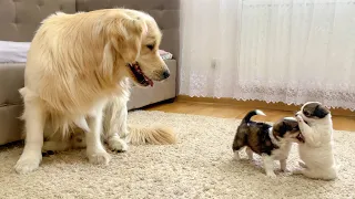 Golden Retriever Reacts to Adorable Baby Puppies [So Funny!!]