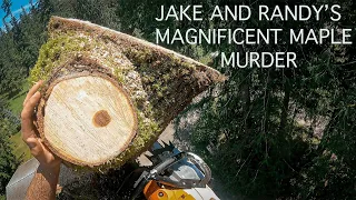 JAKE AND RANDYS MAGNIFICENT MAPLE MURDER! My first ground guy is a better climber than me! 🍁 💀