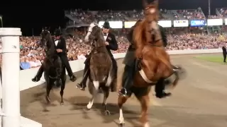 2013 WGC Tennessee Walking Horse Celebration Stake