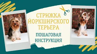 Стрижка йорка ножницами (груминг йоркширского терьера: как стричь уши, голову, когти, лапы... йорку)