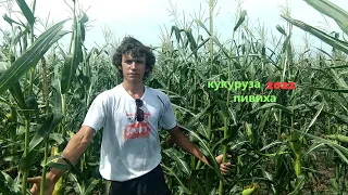 Кукуруза Пивиха 2022 часть 1