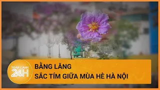 Hà Nội bên sắc hoa bằng lăng| Toàn cảnh 24h