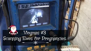 Using Ultrasound to Confirm Pregnancies in Sheep  |   Merry Vlogmas #3