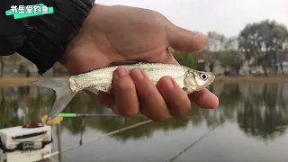 专门钓大鲫鱼的发型果然有效，钓到野生大鲫鱼，比发财都激动很久