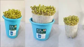 대박!! 음식물통에 콩나물 키웠더니!! 콩나물 잘 키우는 꿀팁2가지｜2 tips for growing bean sprouts in plastic containers