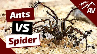 Camponotus Nicobarensis ANTS VS BIG SPIDER