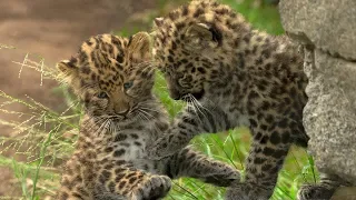 Critically Endangered Leopard Cubs Pounce and Play