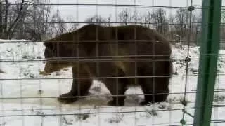 Exclusiv în România: Cea mai mare rezervaţie de urşi din Europa