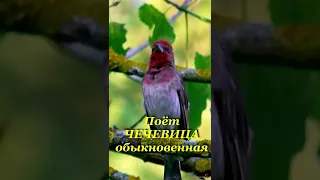 Поёт ЧЕЧЕВИЦА (Common Rosefinch)