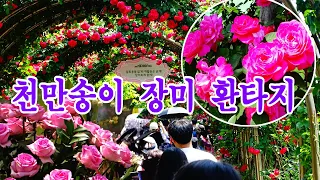 [4K UHD 힐링 추천작]5월18일  중랑천변 1000만송이 장미꽃의 환상에 빠지다