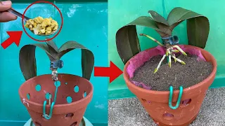 Try growing rootless orchids in the sand, suddenly take root and bloom brilliantly