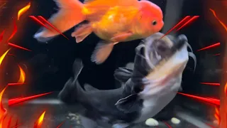 Gulper vs Sister's goldfish
