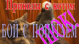 Кот и попугай. Кот боксирует попугая. Смешное видео.  Попугай не боится кота. Ринг кошки и попугая.