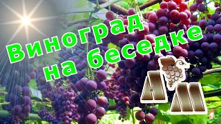 🍇 Виноград на беседке. Горизонтальный кордон