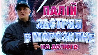 Палій на делюге попался хозяйке. Трижды обносил  овощебазу, но застрял в морозилке.