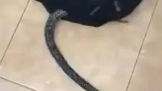 Змея из рюкзака очень страшная и иногда пугающее видео!!!!!!!!!!!!!!!