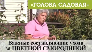 Голова садовая - Важные составляющие ухода за ЦВЕТНОЙ СМОРОДИНОЙ