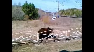 Медведь пьет бражку