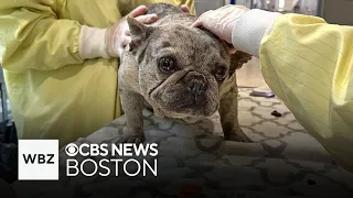 Purebred dogs rescued from "over-crowded" conditions up for adoption in Massachusetts