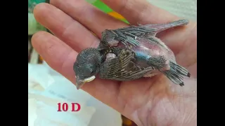 You did it! | House Sparrow | Rescued bird