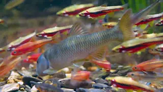 !!!Colored-Up Stream Fish Alert!!!