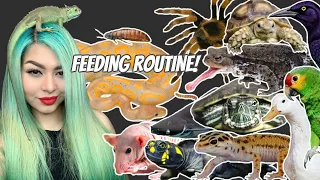 FEEDING 100 OF MY PETS! (what do I feed to so many?!)